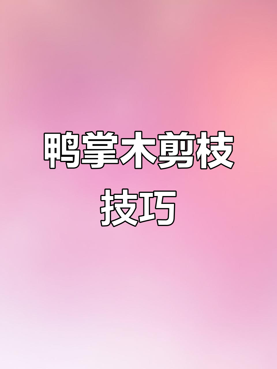 鸭掌木枝条木质化?教你轻松修剪造型,打造高端盆景