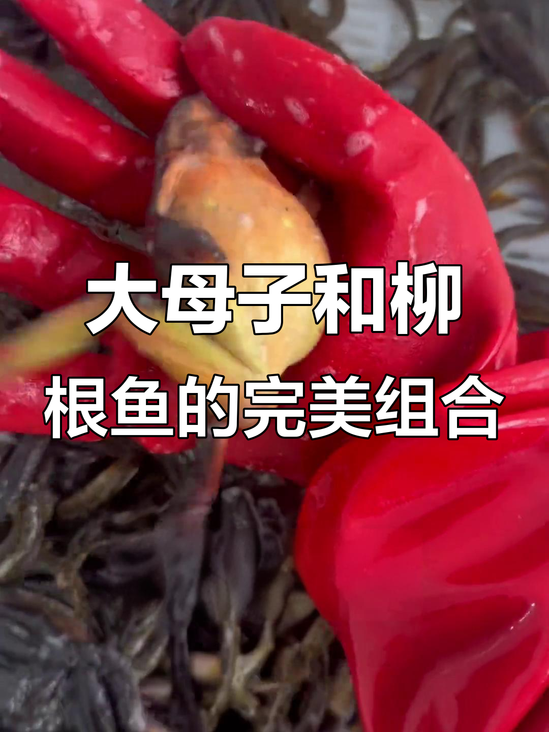 柳根鱼搭配大母子,满脂美味无需开膛破肚