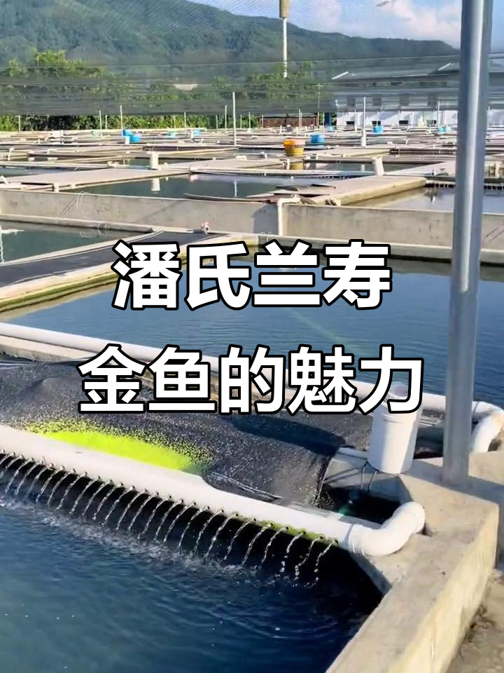 兰寿金鱼：潘氏品种的魅力与美丽