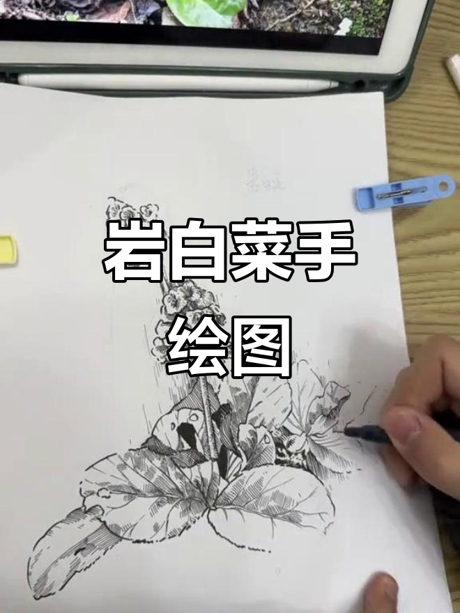 手绘100种中草药:岩白菜的黑白线描画技巧分享