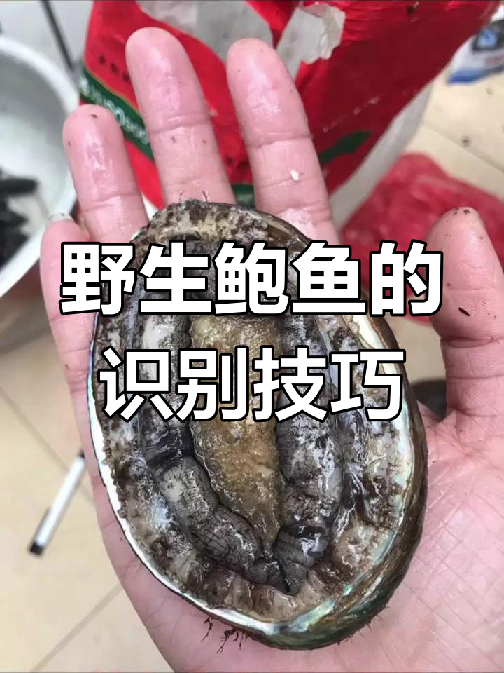 如何辨别野生鲍鱼与养殖鲍鱼