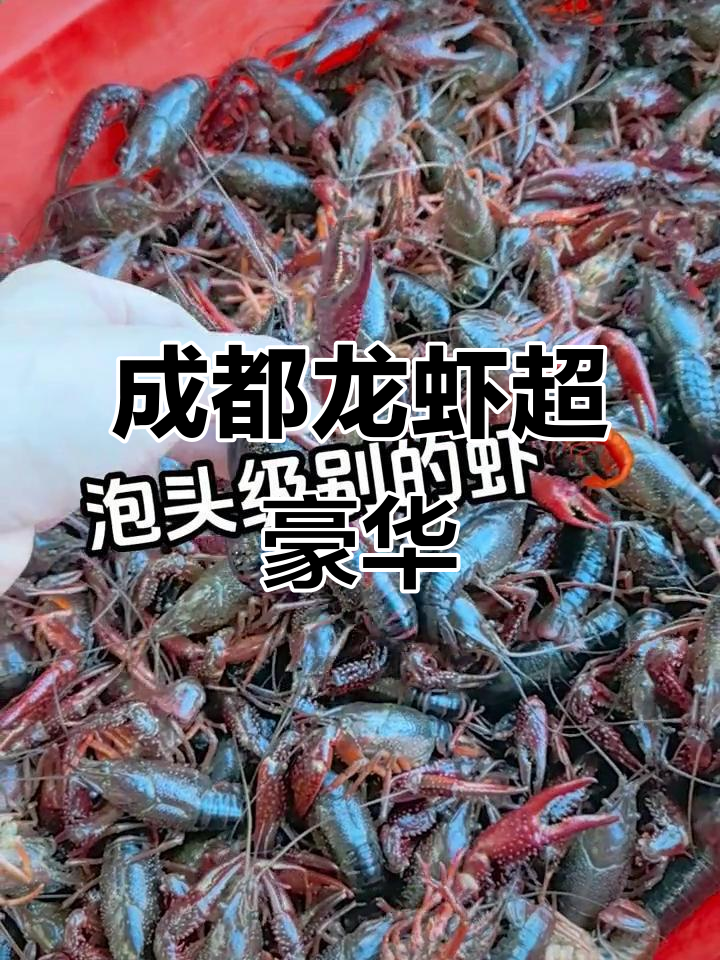 成都小龙虾大揭秘:每只都是炮头级别,个头大得惊人