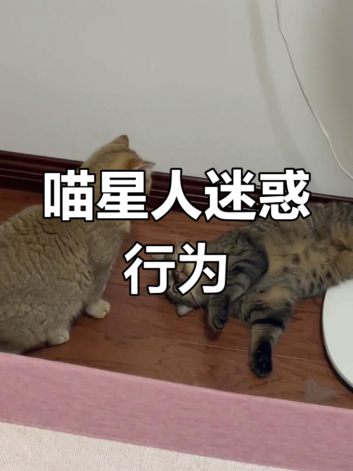 猫咪打架太搞笑,表情变化让人忍俊不禁