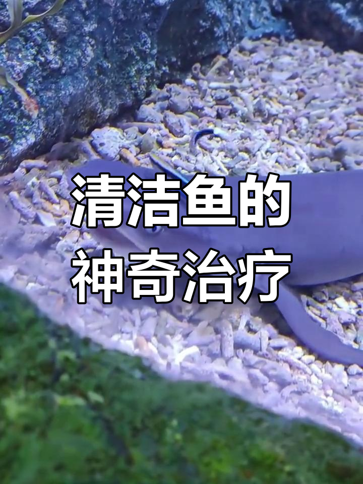 海洋中的“医生鱼”:如何给其他鱼类治病
