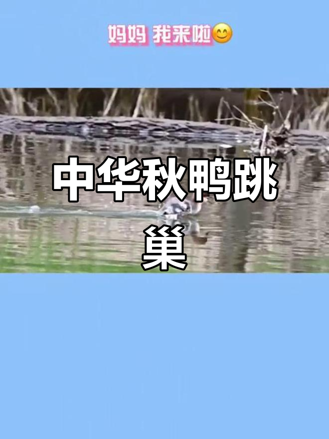 长白山下，中华秋鸭雏鸭萌态百出