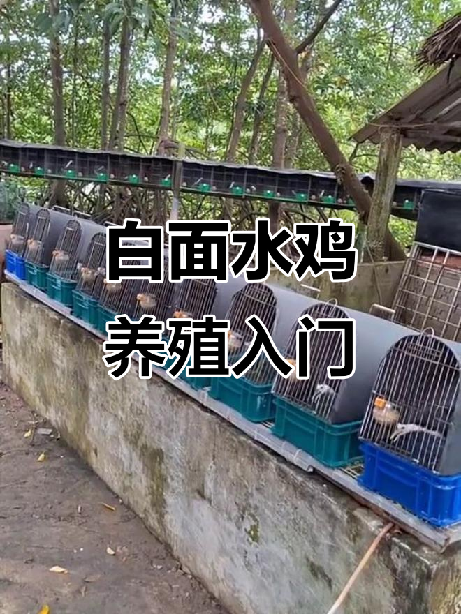 白面水鸡养殖技巧与经验分享