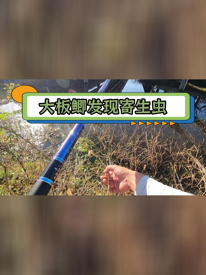 肥西光伏塘钓鱼,唯一大鲫鱼竟有寄生虫
