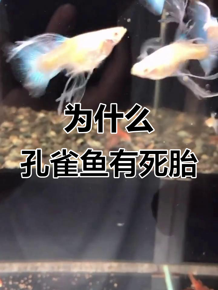 孔雀鱼生死胎的原因分析:惊吓与营养不良