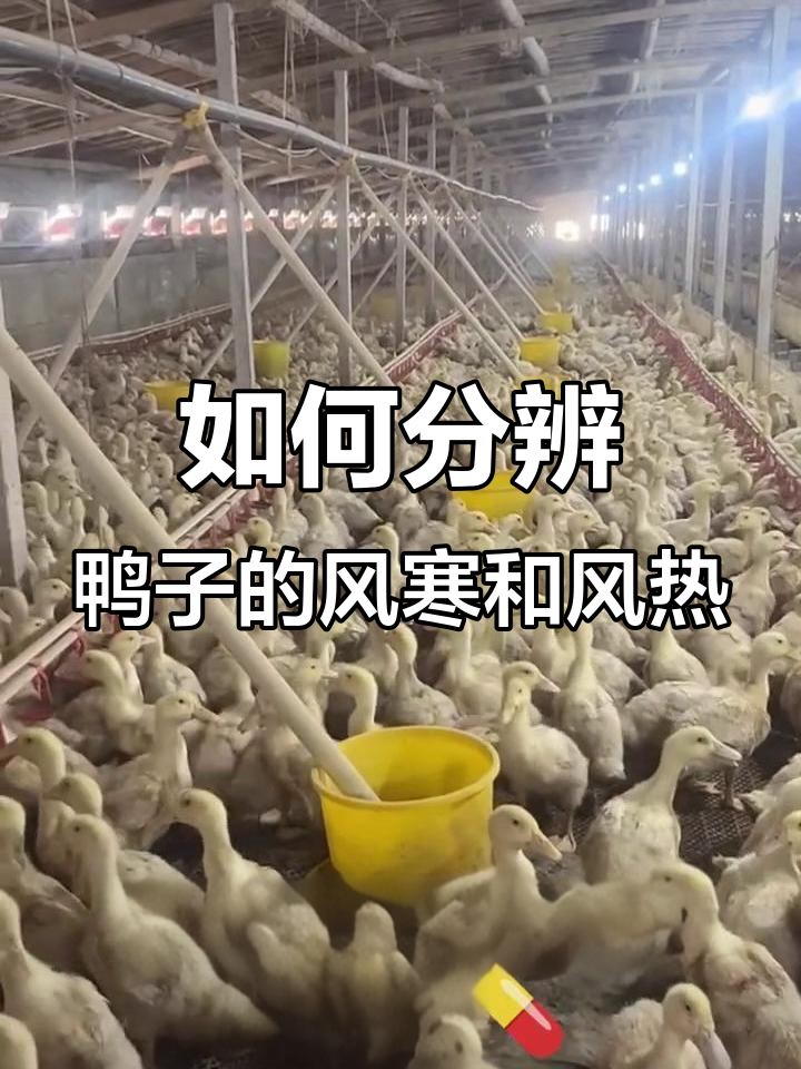 鸭子感冒怎么区分风寒与风热?症状全解析