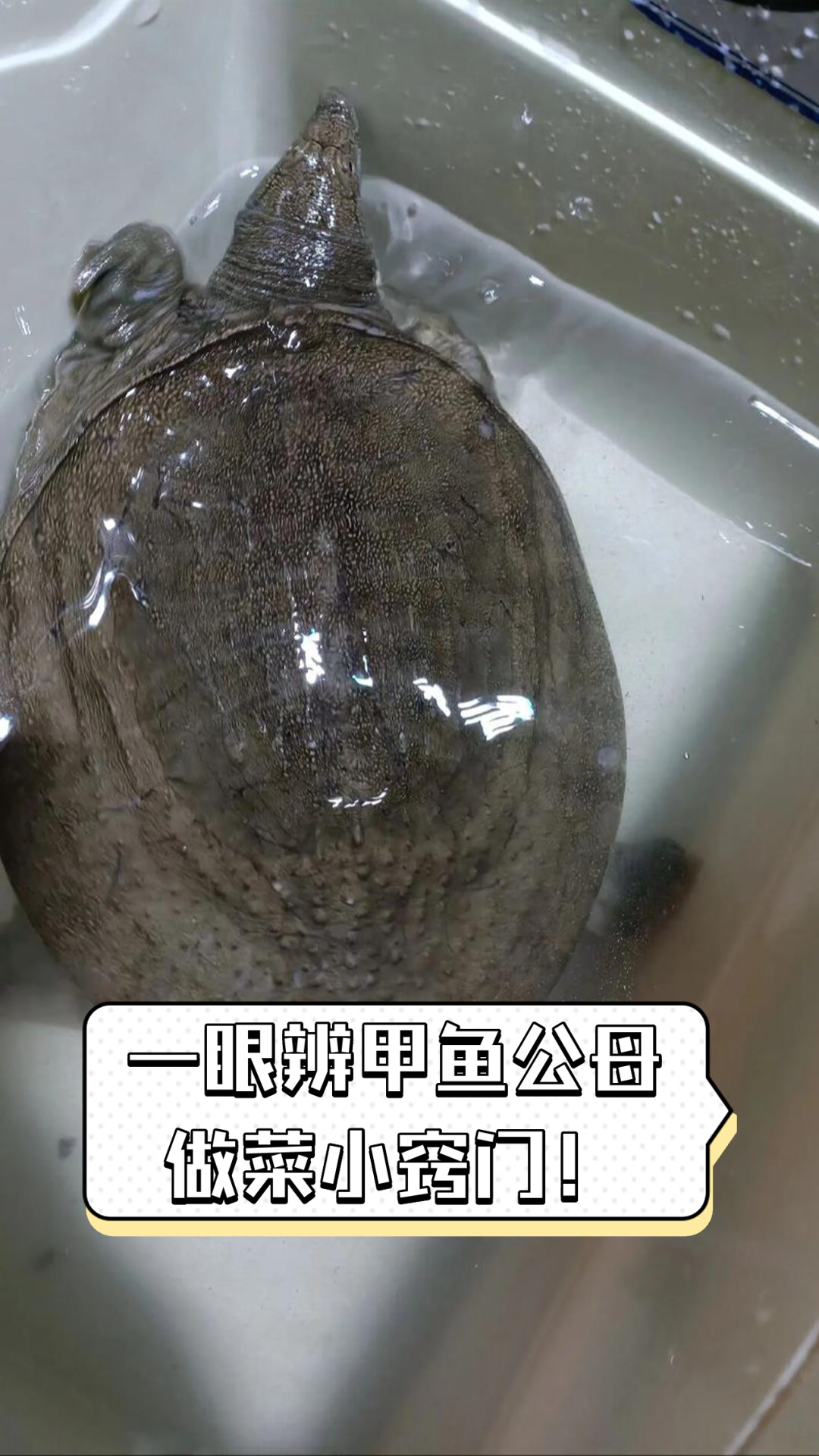 一眼辨甲鱼公母,做菜小窍门!
