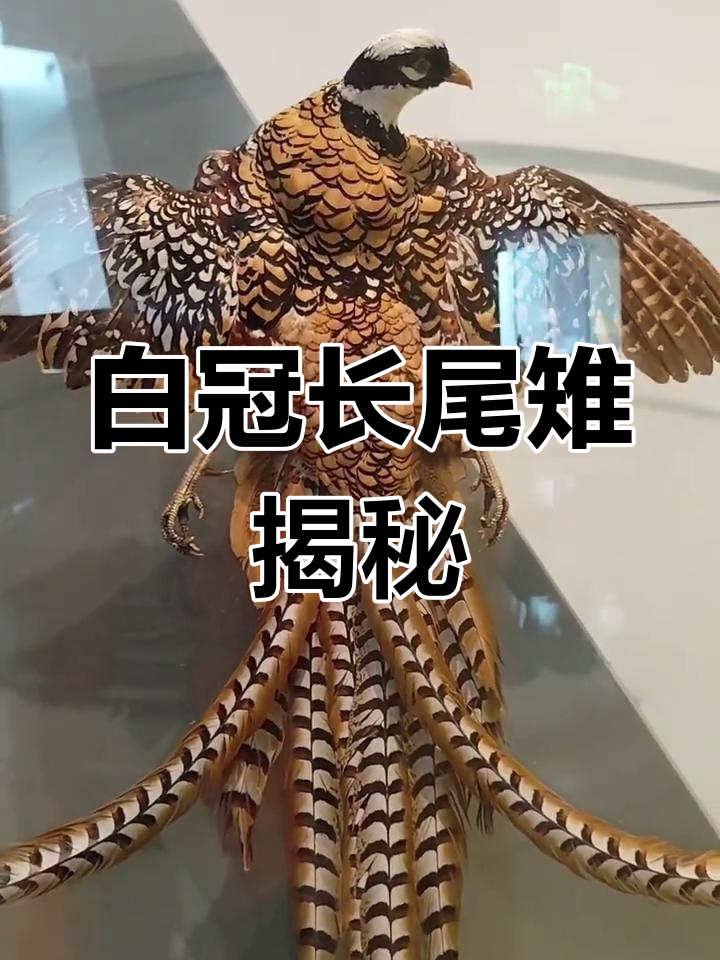 白冠长尾雉:美丽而锋利的野鸡,国家二级保护动物