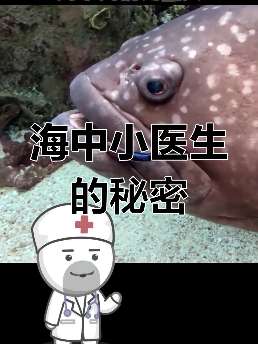 海洋中的“小医生”:裂唇鱼