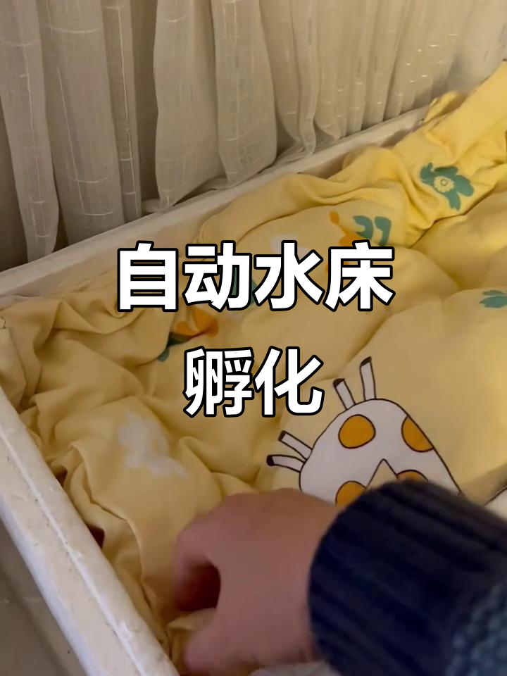 水床孵化器,自动控温,轻松孵出健康小生命