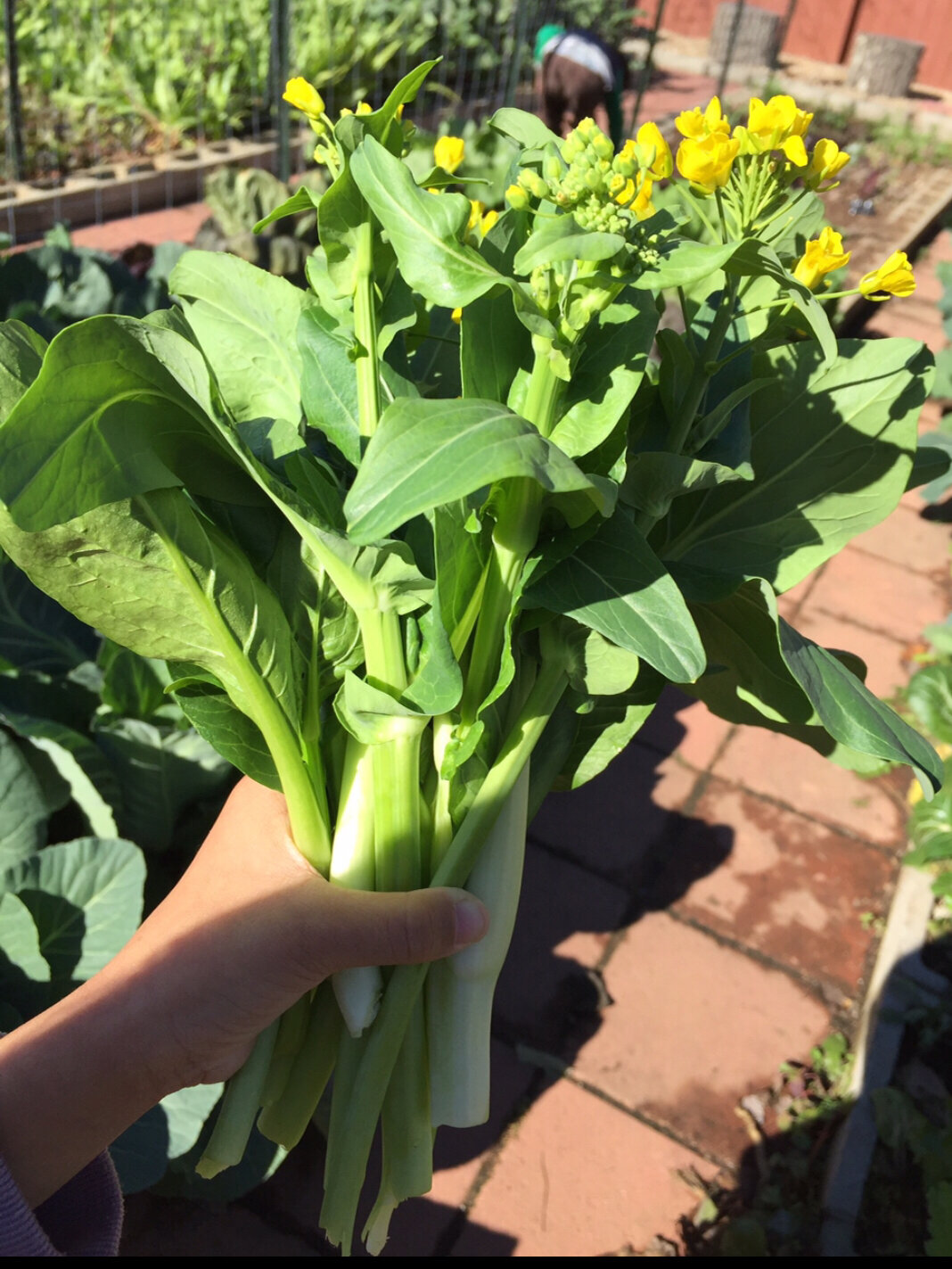 提前实现菜苔花自由
