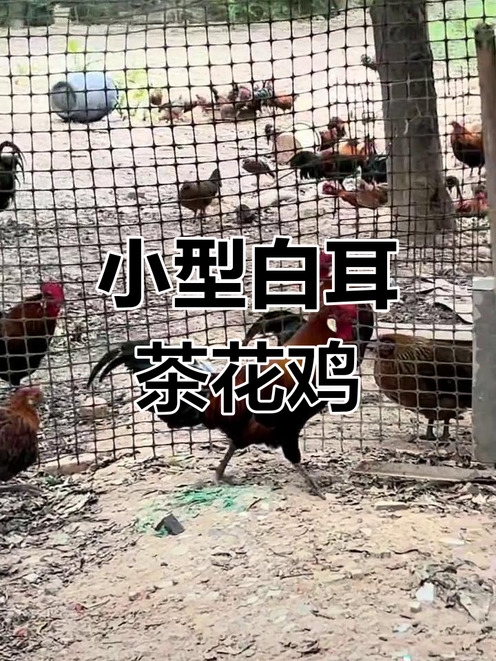 白耳茶花山鸡品种介绍,适合家庭养殖