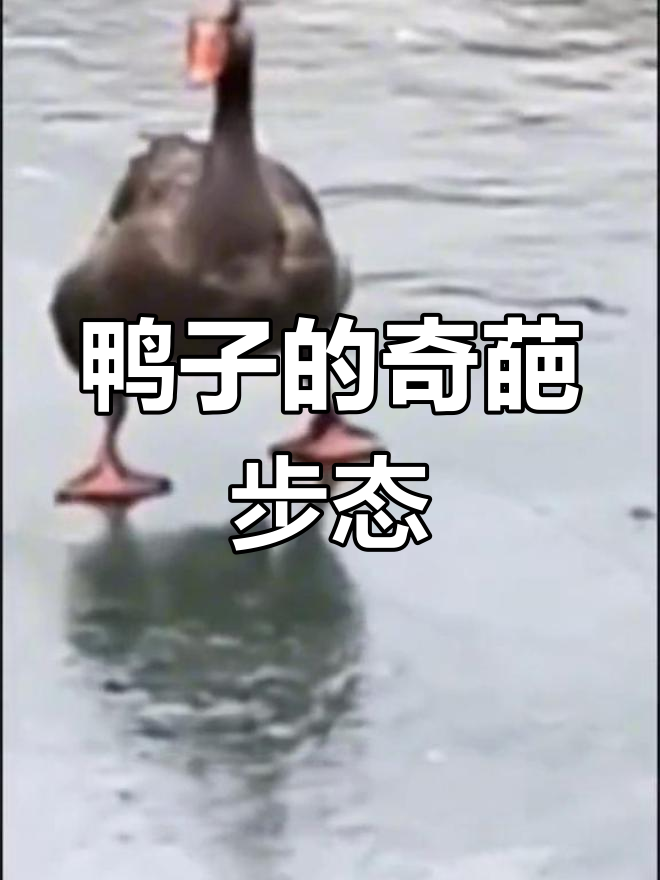 鸭子走路太搞笑了,步伐六亲不认,笑到不行