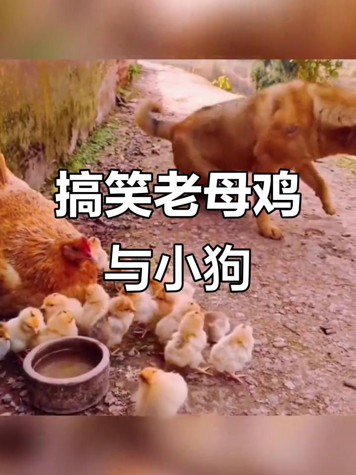 老母鸡护小鸡,智斗狗儿笑料不断