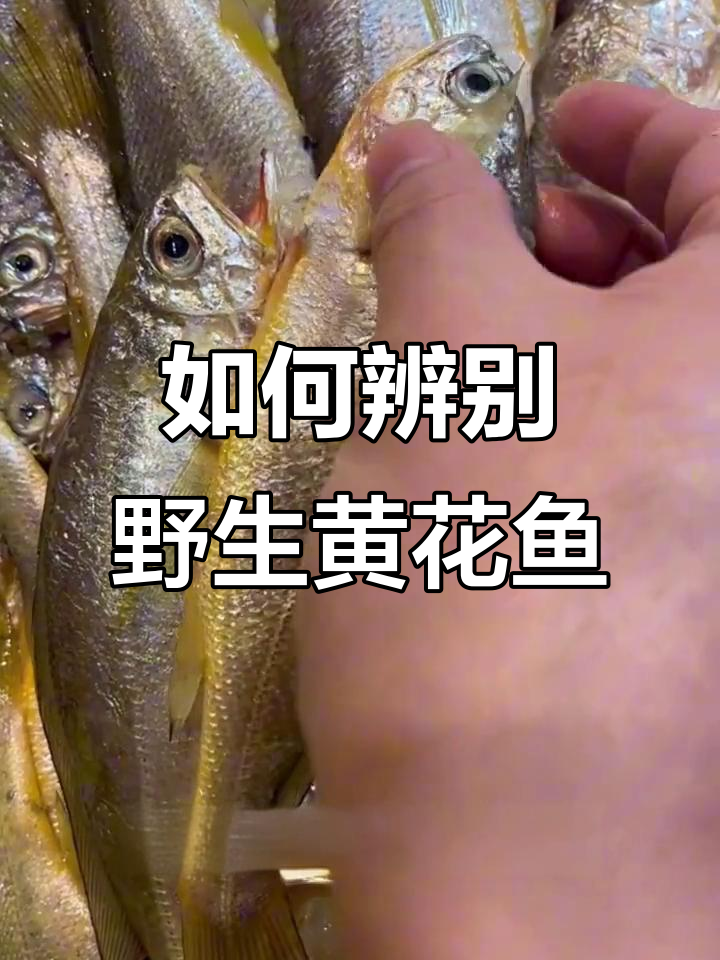 野生黄花鱼与养殖区别,如何分辨真伪
