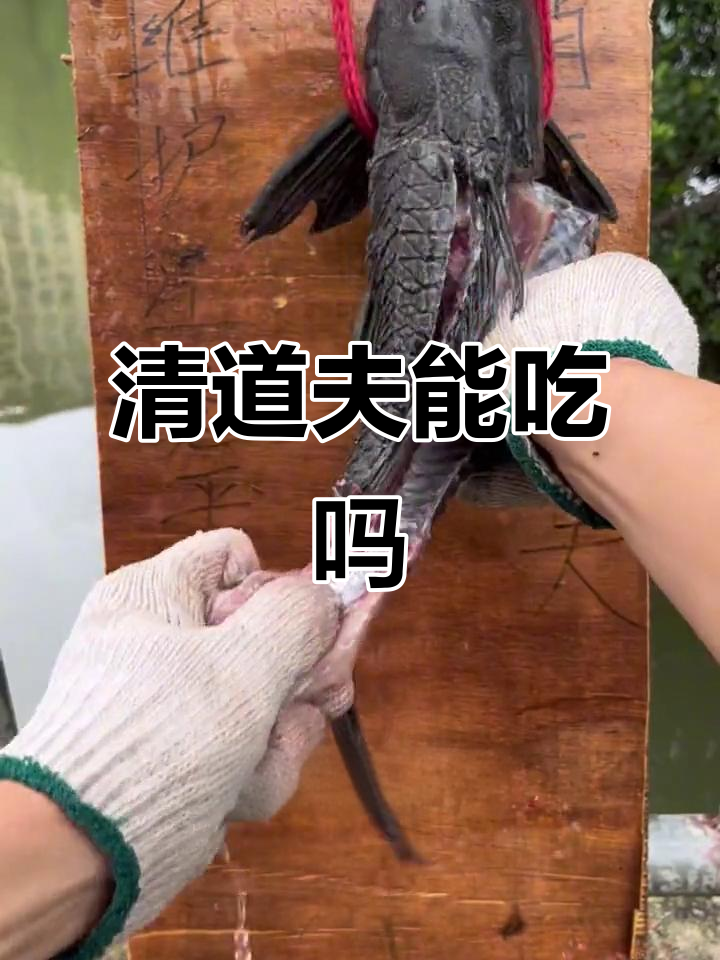 清道夫鱼：硬如盔甲，油炸烧烤都能吃！