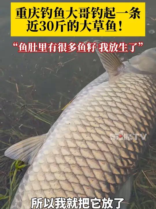 钓鱼大哥:鱼肚里有很多鱼籽,来年会生下很多小鱼,我就把它放了!钓鱼不一定非要带回家吃,自己