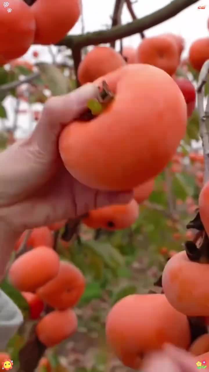 巧克力冰糖心脆柿子 脆甜柿新鲜水果无核大果阳丰柿子黄心扁柿子 新鲜采摘 脆柿