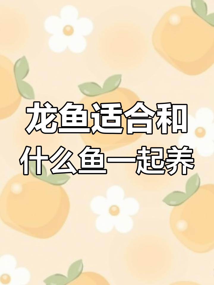 龙鱼混养最佳选择:虎鱼、红鱼与飞凤搭配解析
