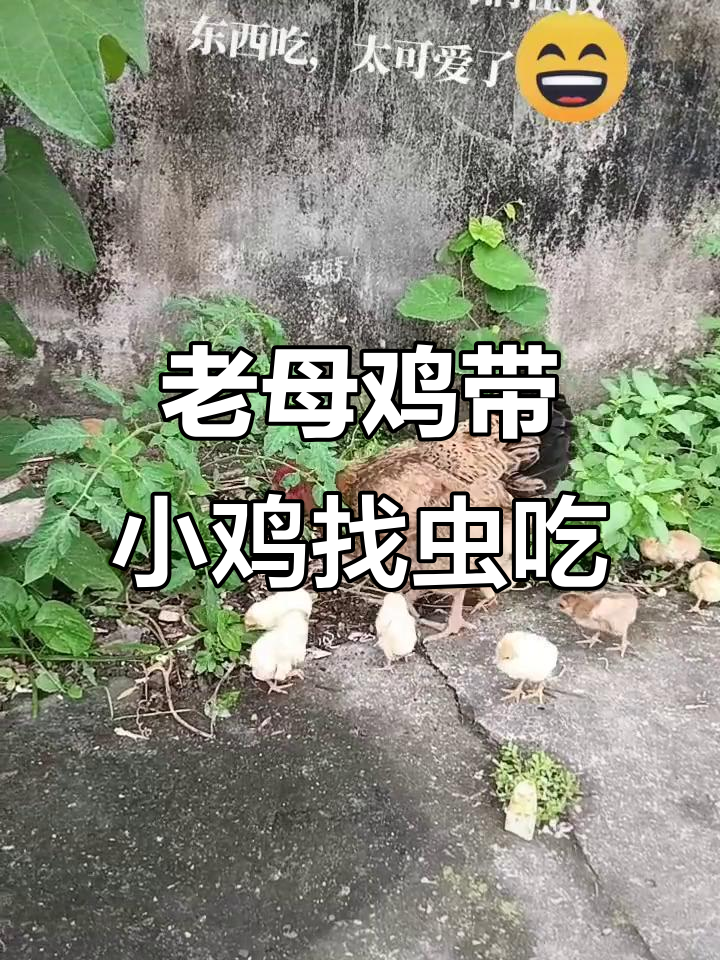 房东家老母鸡带着小鸡仔在院子里捉虫,萌态十足
