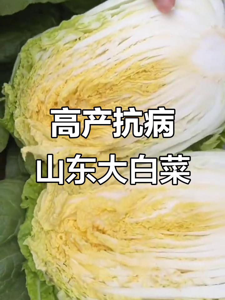 山东四号大白菜,抗病高产又耐寒,轻松种植不烂根