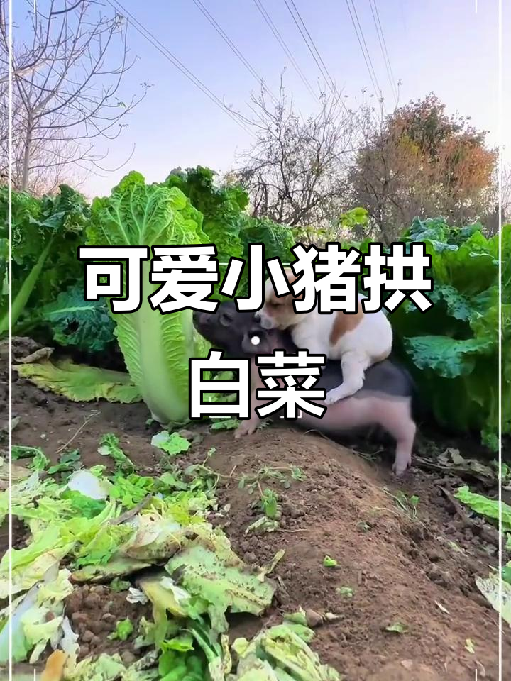 小猪拱白菜,萌态十足