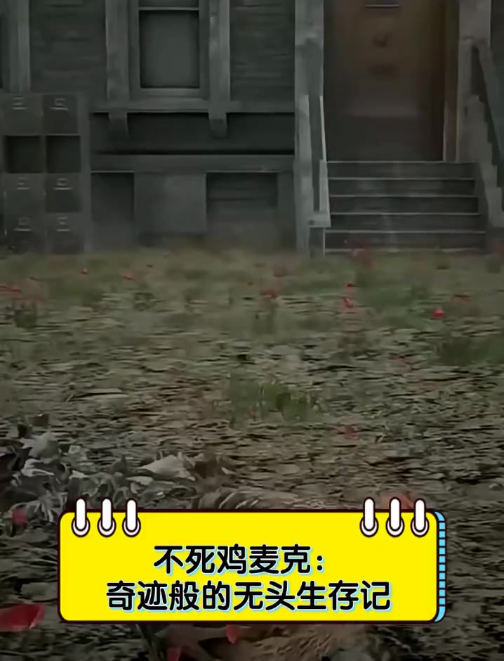 不死鸡麦克:奇迹般的无头生存记