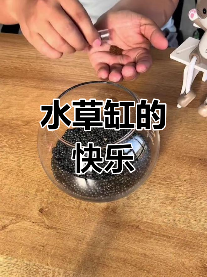 用水草泥打造美丽鱼缸,小鱼游动增添无限乐趣