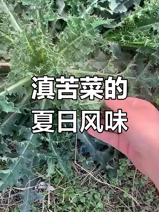 花叶滇苦菜:美味野菜,夏季开小黄花