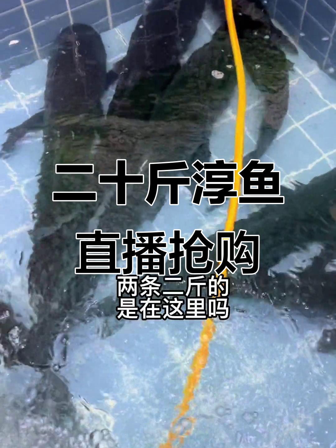 20斤大淳鱼等你来抓,直播现场火热开抢!