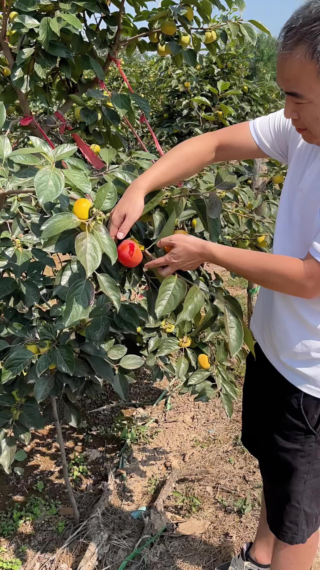 树上摘下来直接可以吃的脆甜柿子 脆甜柿子