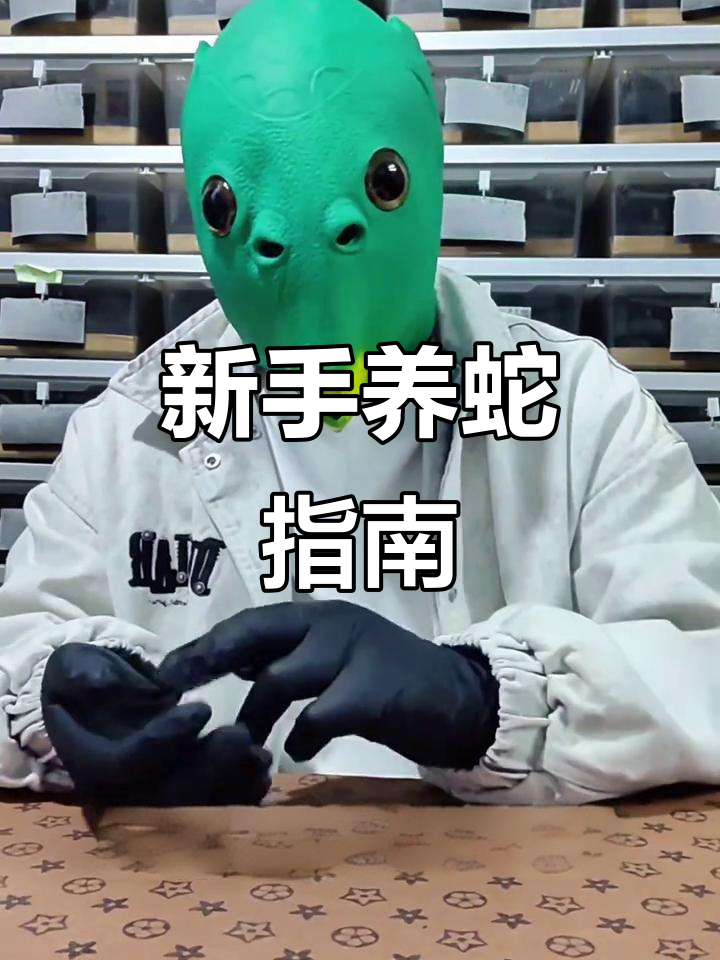 宠物蛇咬人？新手必看饲养技巧