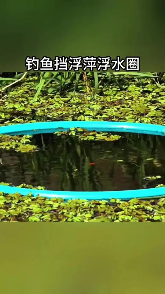 传统钓遇到河里面有浮萍,你就按照我这个方法,不仅钓鱼方便,而且钓的鱼还多还大