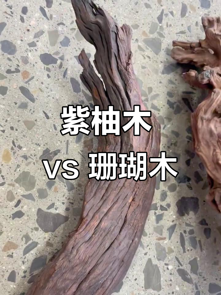 紫柚木与珊瑚木沉木区别大揭秘,哪个更适合鱼缸造景?