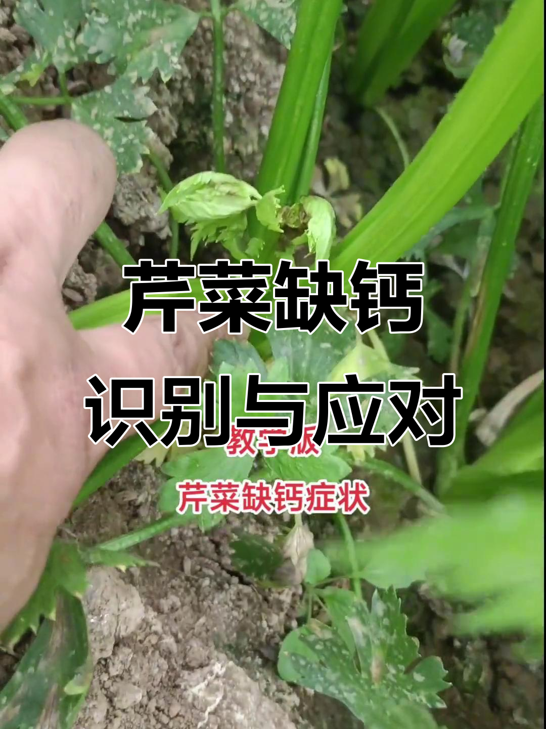 芹菜缺钙症状大揭秘，如何判断并补救
