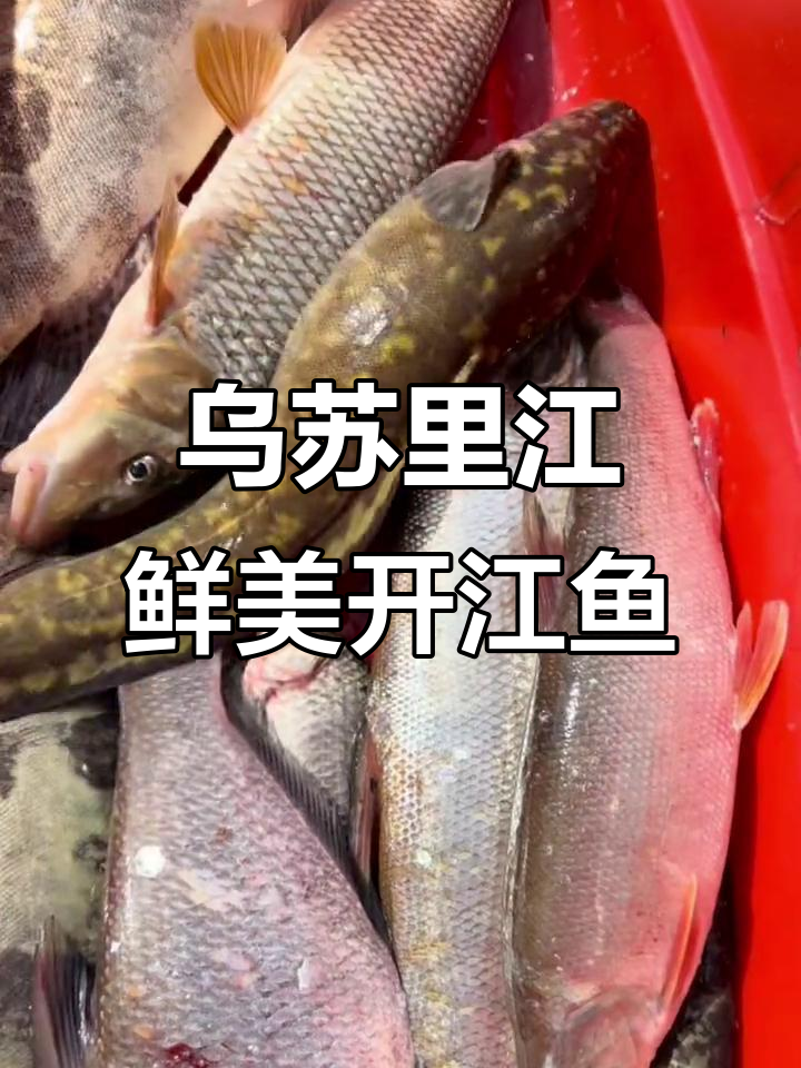 乌苏里江开江鱼大揭秘,活边白鱼、虫虫鸭螺齐登场