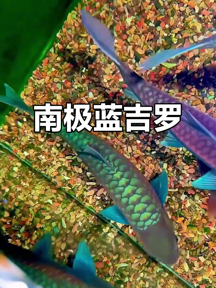 蓝色精灵般的南极罗鱼，神秘又省心