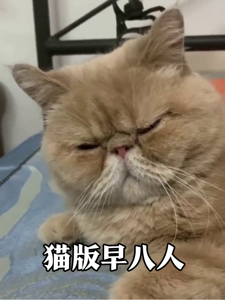 加菲猫困成表情包,像极了周一早八的我