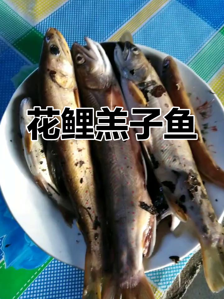 东北冷水鱼,花鲤羔子来袭