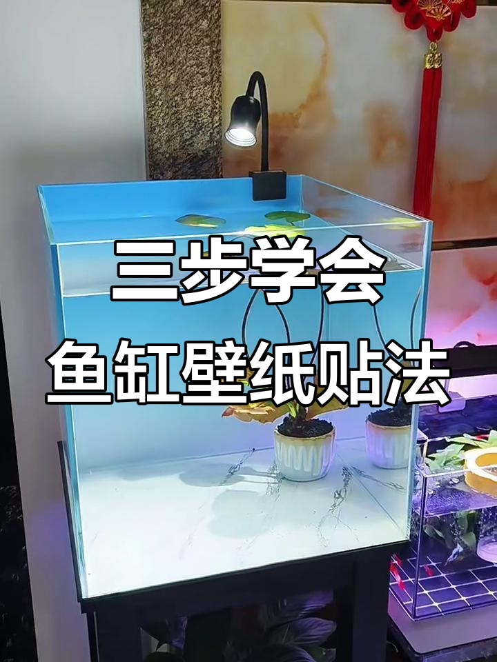 鱼缸背景贴纸轻松搞定，三步教你完美贴合
