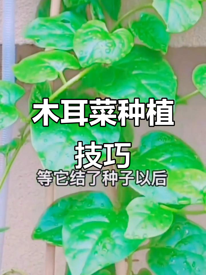 大叶木耳菜,种一次吃一年,阳台庭院都能轻松搞定