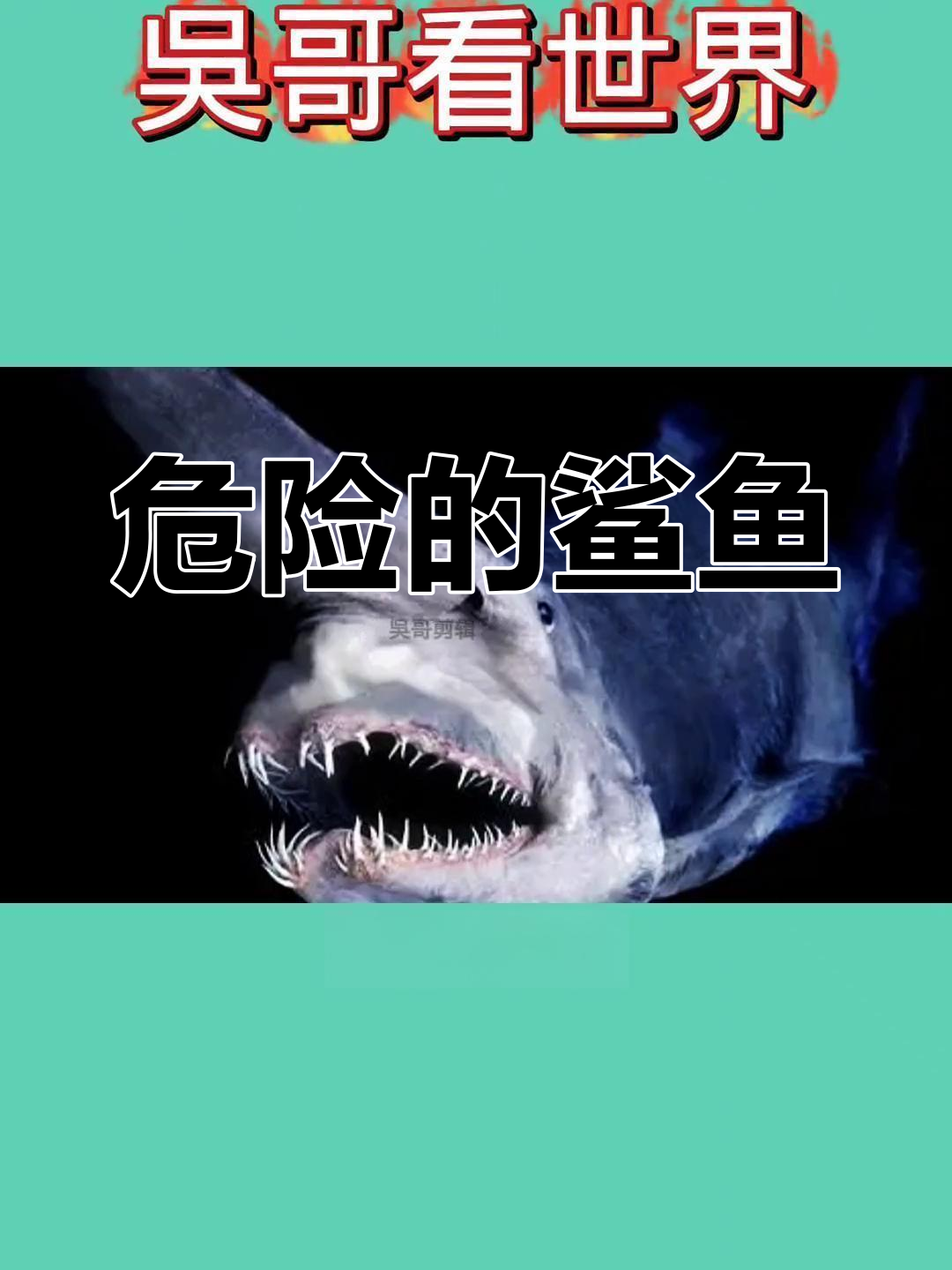 游泳时遇到这些鲨鱼,务必保持警惕!它们极具危险性