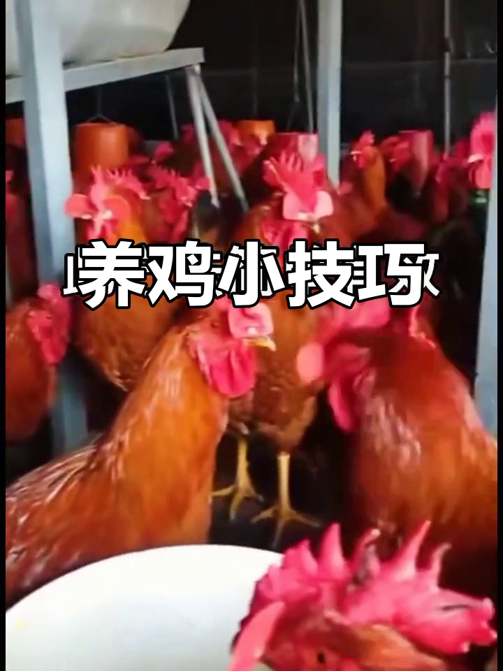 简单腌鸡法,白胡椒五味子助你养好土鸡