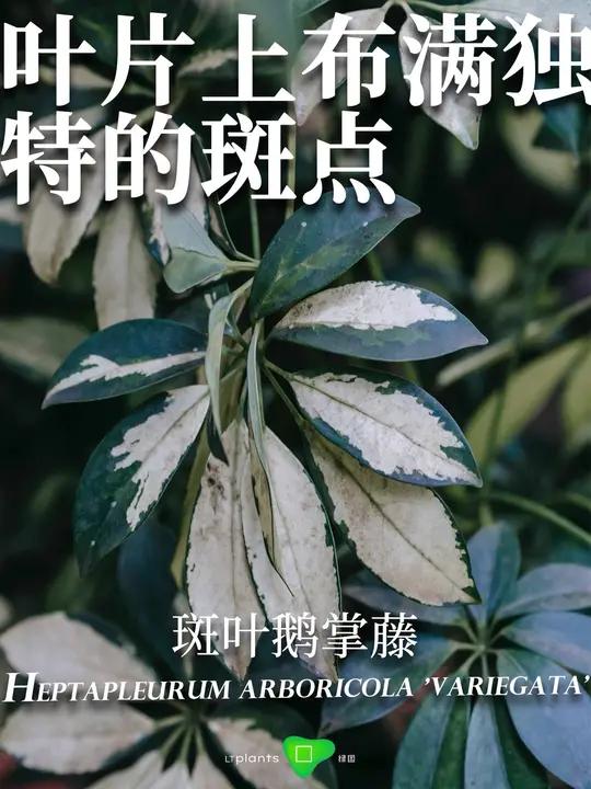 绿图app:景观植物智能顾问|每日植物:斑叶鹅掌藤|叶片上布满独特的斑点 