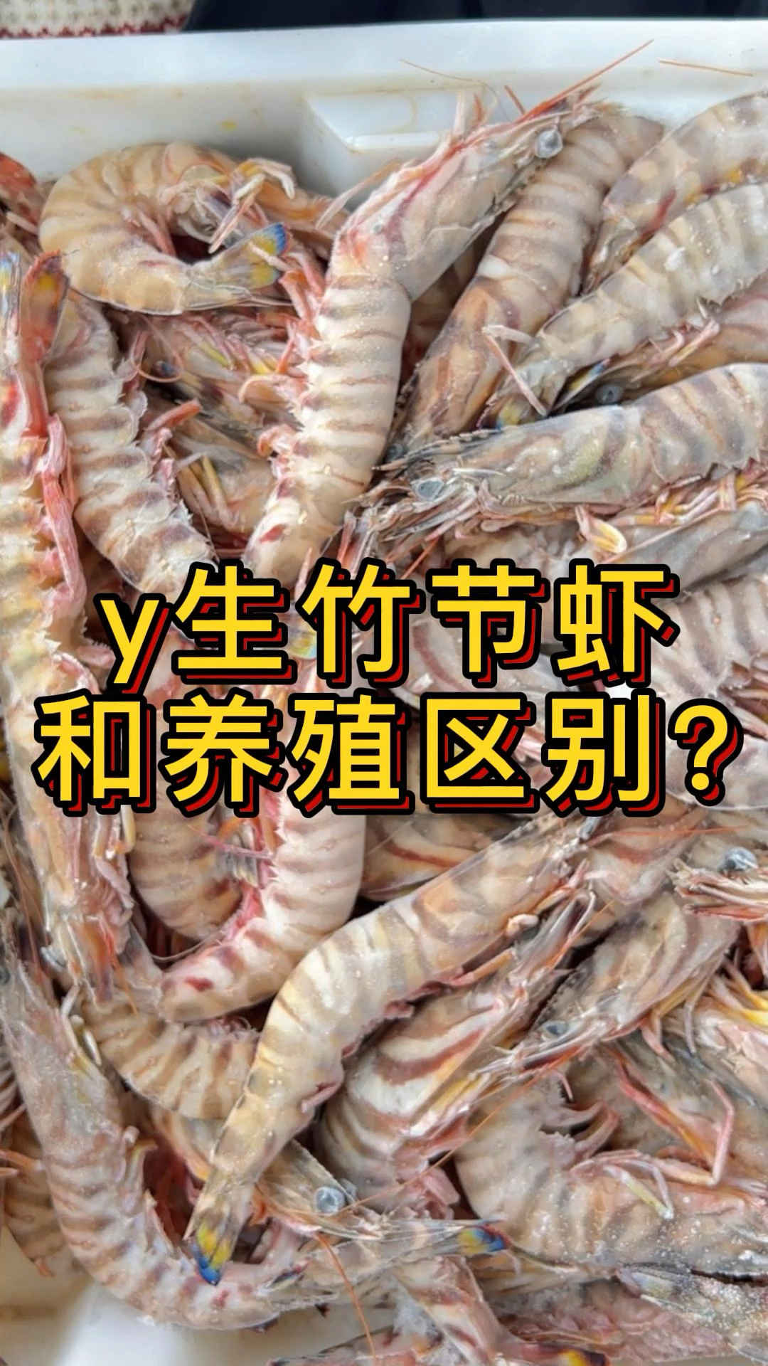 野生竹节虾原来是这样的