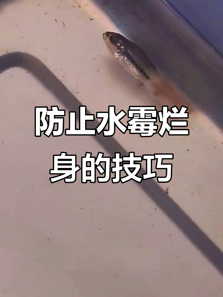 水霉烂身问题频发,加州鲈鱼养殖如何应对?
