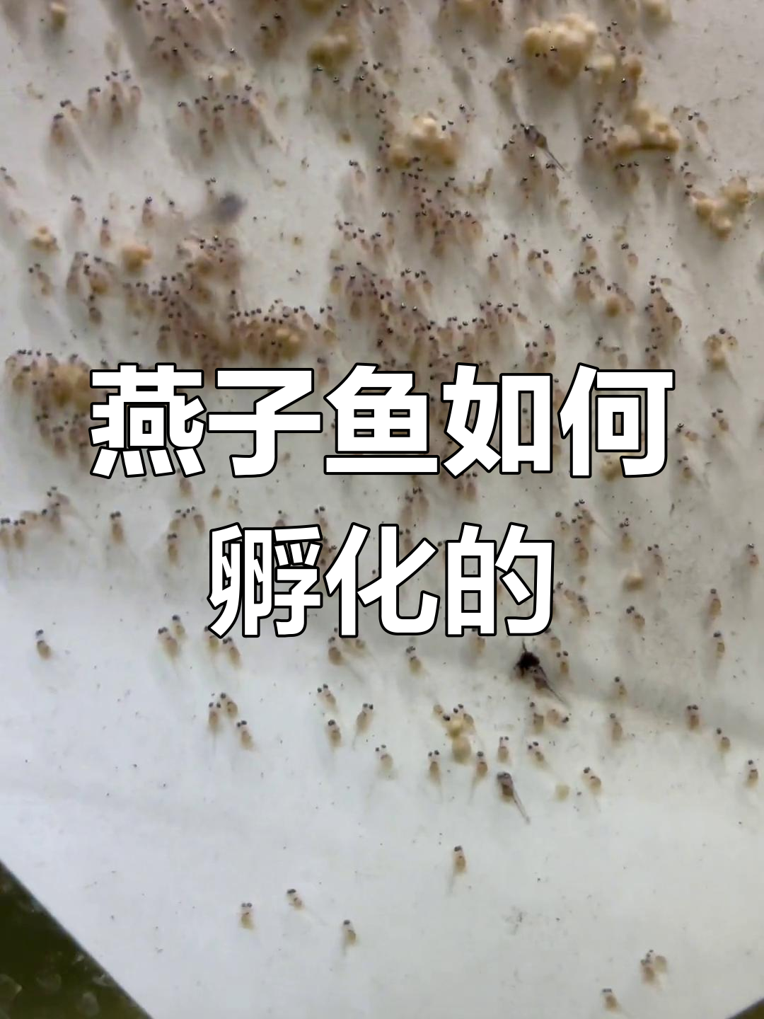 燕子鱼孵化全过程揭秘,三天到六天的变化大解析